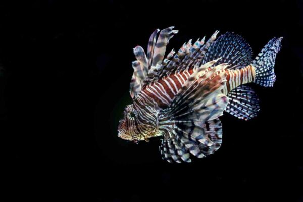 Top 10 Most Dangerous Creatures in the Ocean