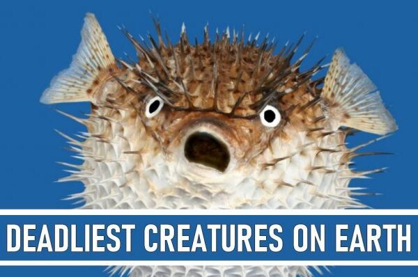 Top 10 Deadliest Creatures on Earth Revealed