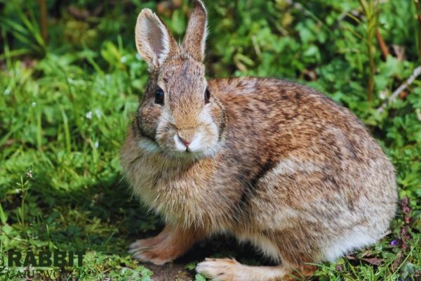 Top 10 Largest Rabbit Breeds in the World