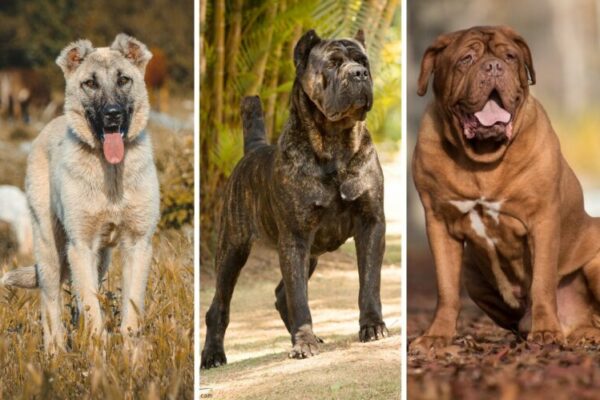Top 10 Deadliest Dogs in the World (Bite Force List)