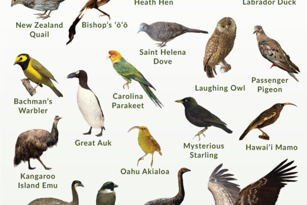 Top 10 Extinct Birds Lost Forever