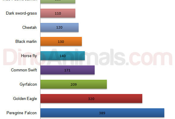 Top 10 Fastest Animals in the World Ranked