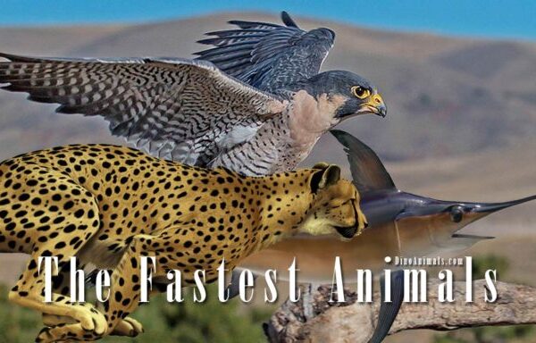 Top 10 Fastest Animals in the World