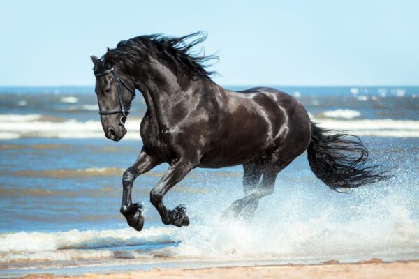 Top 10 Most Beautiful Horse Breeds Ranked