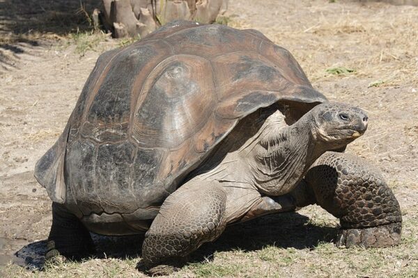 Top 10 Largest Tortoise Species Ever Recorded
