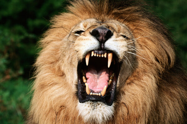 Top 10 Most Dangerous and Poisonous Animals