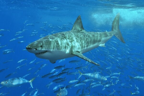 Top 10 Most Dangerous Sharks in the World