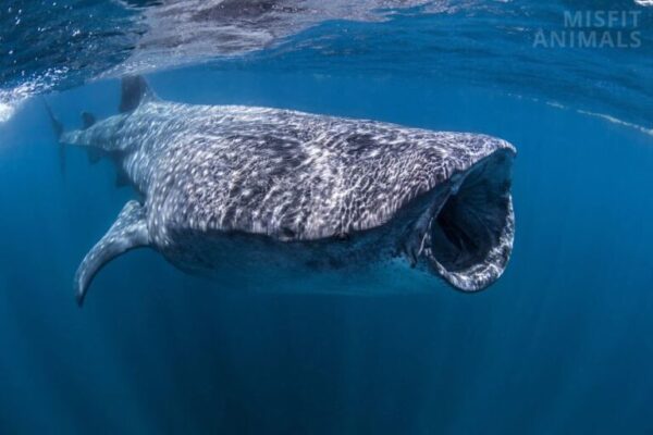 Top 10 Heaviest Animals on Earth