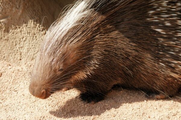 Top 10 Largest Rodents in the World