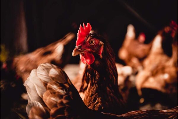 Top 10 Poultry Companies in the World (Industry Leaders)