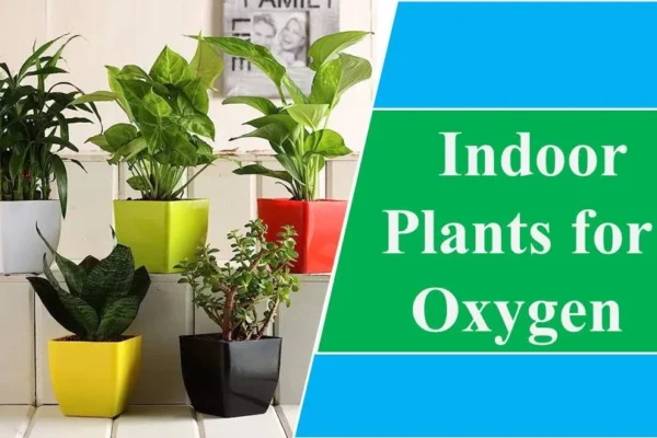 Top 10 Indoor Plants That Boost Oxygen in Your Home