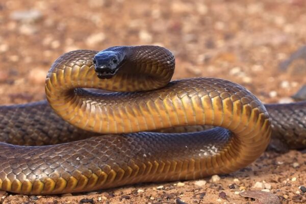Top 10 Most Venomous Animals in the World