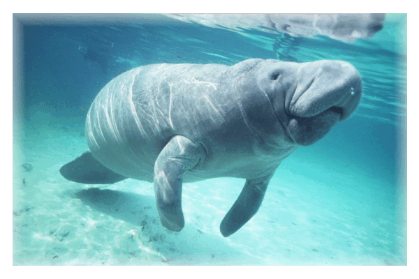 Top 10 Slowest Animals in the World