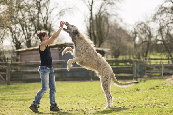 Top 10 Largest Dog Breeds in the World