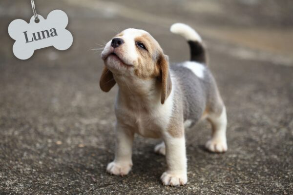 Top 10 Most Popular Puppy Names in 2026