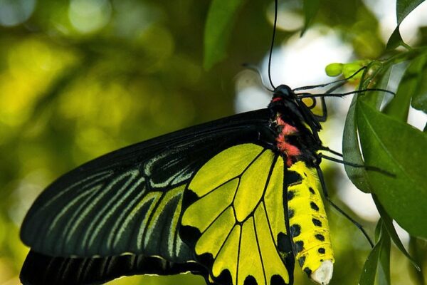 Top 10 Most Beautiful Butterflies Ever Seen