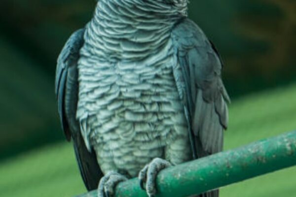 Top 10 Most Intelligent Birds on Earth