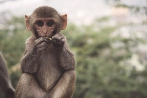Top 10 Animals in Africa India & New Zealand – Wild Wonders