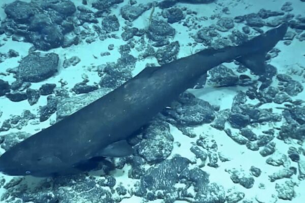 Top 10 Largest Sharks in the Ocean