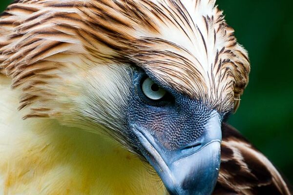 Top 10 Largest Eagles in the World Ranked