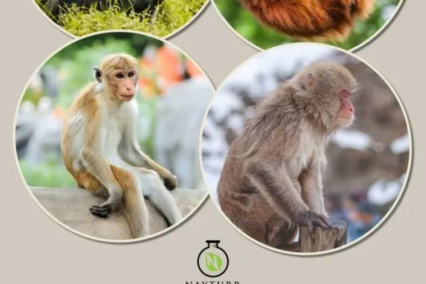 Top 10 Monkey Species You Should Know