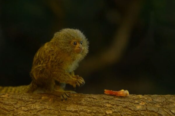 Top 10 Smallest Animals That Look Unreal