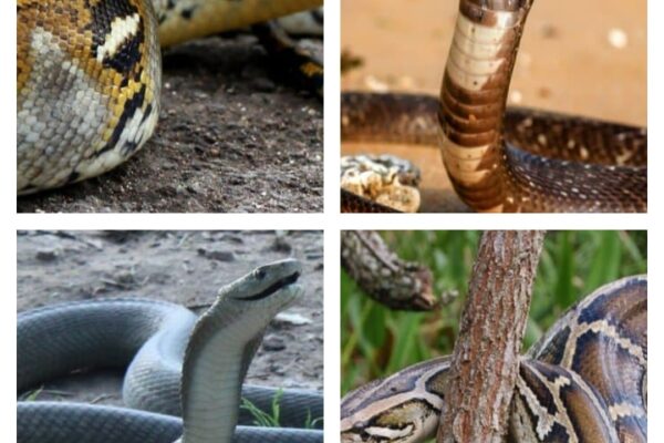 Top 10 Biggest Snakes & Tigers in the World