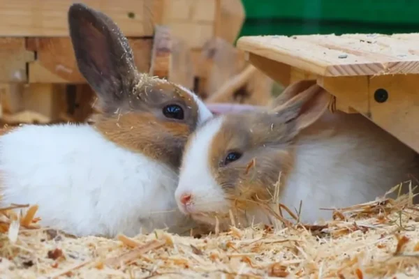 Top 10 Most Loved Animals in the World