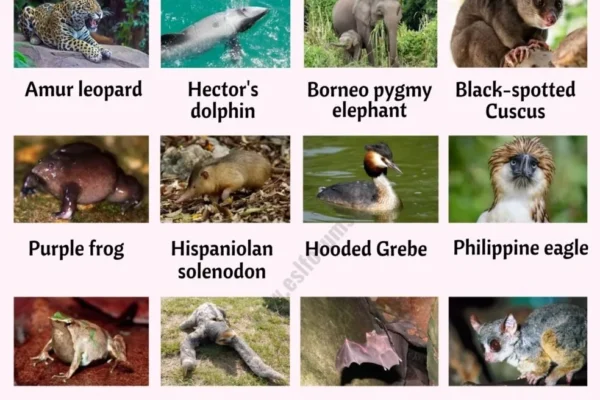Top 10 Most Rare Animals Ever Discovered