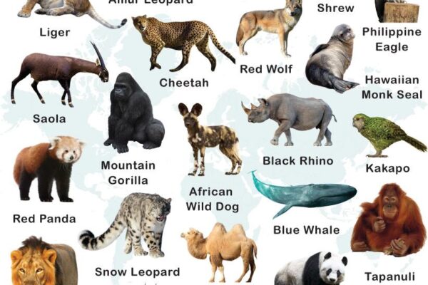 Top 10 Most Rare Animals in the World