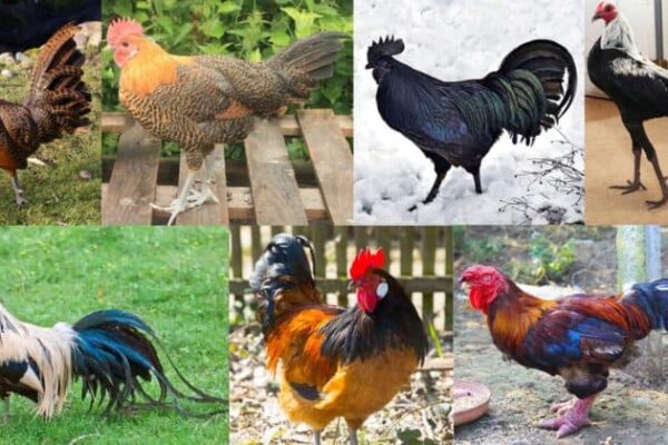 Top 10 Rare Chicken Breeds That Look Unreal