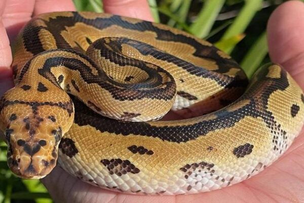 Top 10 Best Reptile Pets for Beginners