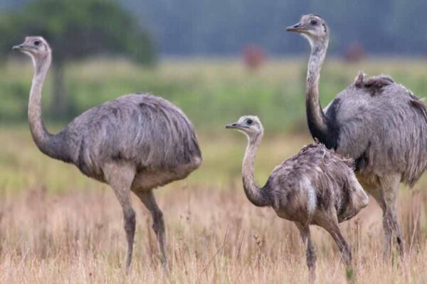 Top 10 Flightless Birds You Didn’t Know