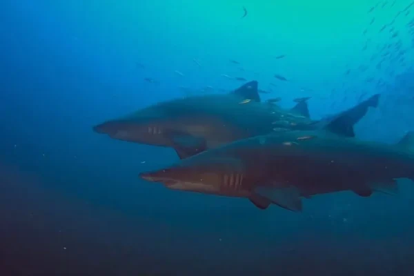 Top 10 Most Dangerous Sharks Ever Recorded