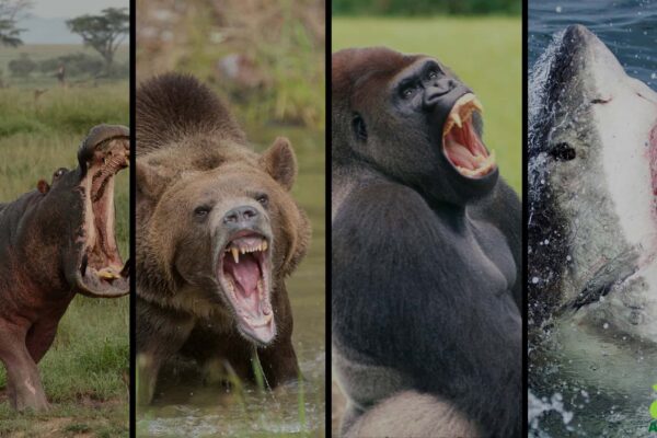 Top 10 Strongest Bite Forces in Animals