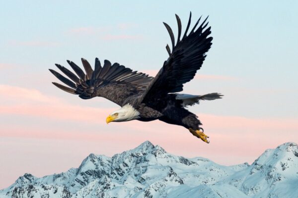 Top 10 Biggest Birds & Flying Birds in the World