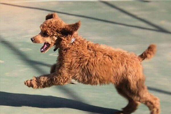 Top 10 Easiest Dog Breeds to Train