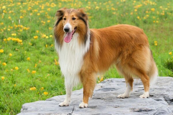 Top 10 Most Clingy Dog Breeds Ranked