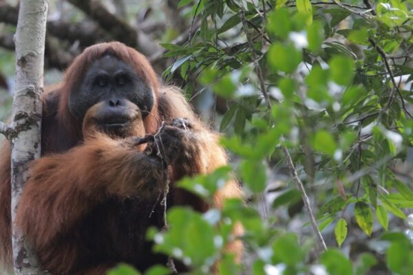 Top 10 Rarest Animals in the World (Almost Extinct)