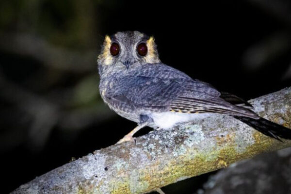 Top 10 Rarest Birds in Australia You’ve Never Seen