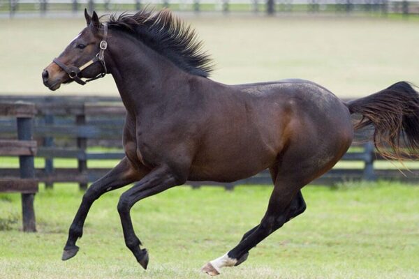 Top 10 Fastest Horse Racing Times Ever
