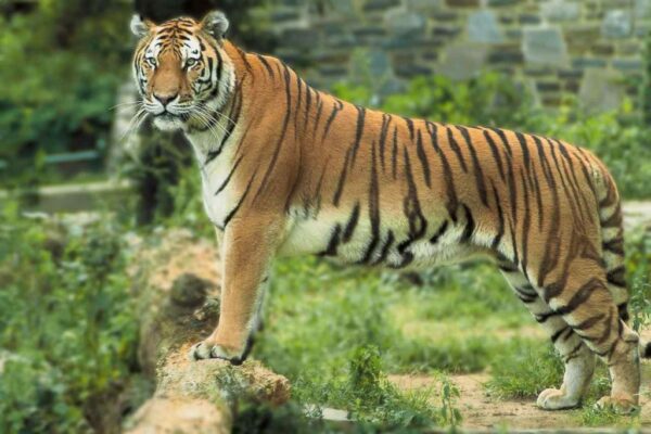Top 10 Biggest Creatures & Apex Predators on Earth Right Now