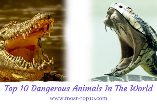 Top 10 Most Dangerous Animals in the World