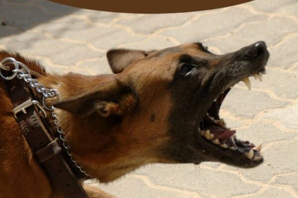 Top 10 Biggest Dog Breeds That Bite – Know the Risks
