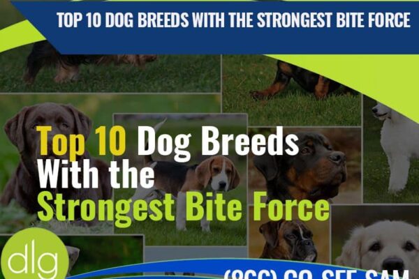 Top 10 Dog Breeds With the Strongest Bite Force