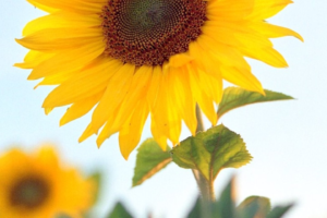 Top 10 Most Beautiful Flowers in the World