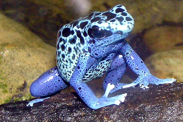 Top 10 Most Poisonous Animals in the World