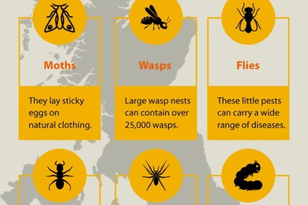 Top 10 Household Pests You Should Eliminate Fast