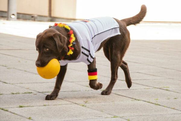 Top 10 Male Dog Names Ranked