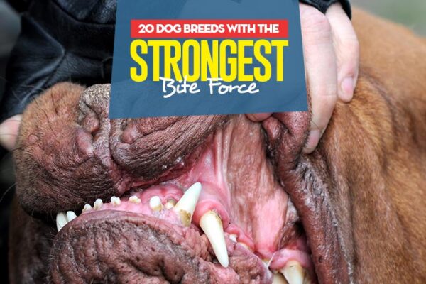 Top 10 Dogs With the Strongest Bite Force